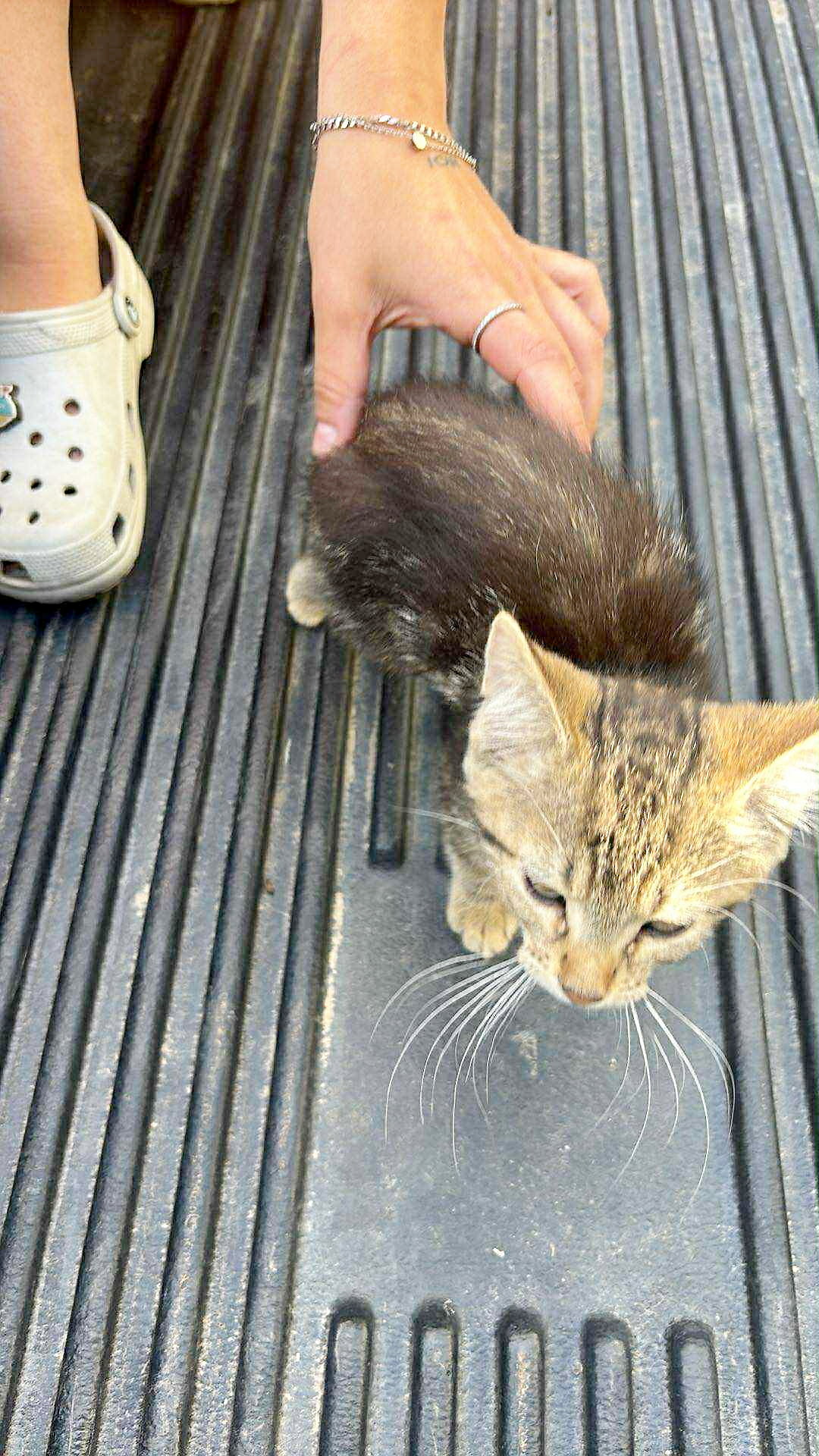 Abandoned kittens We see that this kitten survivor by Josée Leclerc is very thin and needs care. dozens kittens abandoned amqui: sad new